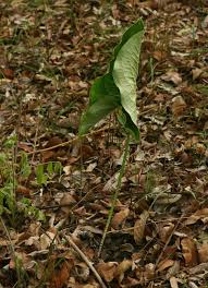 Image result for Stylochaeton puberulus