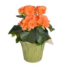 Image result for Begonia pulcherrima
