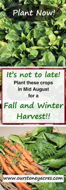 August 4 Mid August Is Not Too Late There Are Still Several Plants You Can Get Pl Winter Vegetables Gardening Indoor Vegetable Gardening Winter Vegetables
