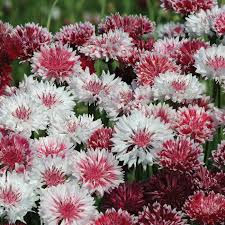 Bachelor buttons mixed colors seeds, heirloom, untreated, non gmo, 30 seeds/packet annual flower, butterfly garden, cut flower garden alyssasgardenstore 5 out of 5 stars (338) sale price $0.66 $ 0.66 $ 0.82 original price $0.82 (20% off. Classic Romantic Bachelors Buttons Flowers And Bulbs Veseys