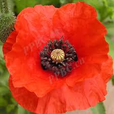 Image result for Papaveraceae