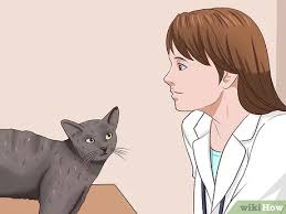 How to remove mats from a longhaired cat. 5 Ways To Clean Your Cat When He Can T Do It Himself Wikihow