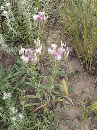 Image result for Austrosynotis