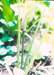 Image result for Arisaema mildbraedii