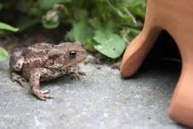 Check spelling or type a new query. Diy Toad Houses What To Use As A Toad House