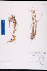 Image result for Pycreus flavescens