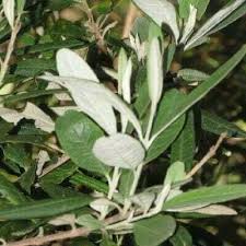 Image result for Buddleja saligna