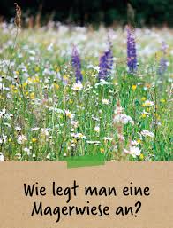 Wie Legt Man Eine Magerwiese An Wiese Wildblumen Wiese Garten