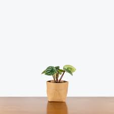 Image result for Peperomia molleri
