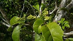 Image result for Allophylus abyssinicus