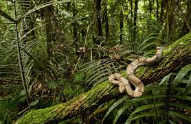 Snakes Are Beautiful Congo Rainforest Rainforest Animals Jungle Forest