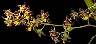 Image result for Eulophia longisepala