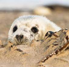 Baby baby, stelle ich vor, wie babys auf natürliche und günstige weise bewegung lernen. Dune Bei Helgoland Kegelrobben Bringen Jetzt Ihre Babys Zur Welt Welt