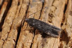 Image result for Bryotropha similis