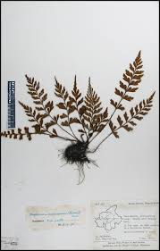 Image result for Asplenium aethiopicum