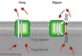 Image result for P-Glycoprotein