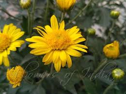 Image result for Chrysanthellum indicum