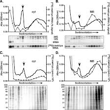 Maybe you would like to learn more about one of these? Membrane Bound Ribosomes Display Elevated Rates Of Protein Synthesis Download Scientific Diagram