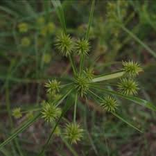 Image result for Cyperus kirkii