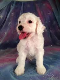 Find cockapoo dogs and puppies from illinois breeders. All White Male Cockapoo Puppy For Sale Easy Pick Up For Anyone In Illinois Minnesota Iowa And Wisconsin Cockapoo Puppies Cockapoo Puppies For Sale Cockapoo