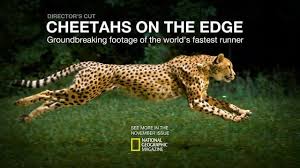 Cheetahs On The Edge Mesmerizing Slow Motion Footage Of The World S Fastest Runner Cheetahs National Geographic Faster Runner