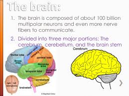 Evidence of brainstem death manifested as absence of brain stem reflexes and. Ever Wonder How You Can Do Everything You Do Ppt Download