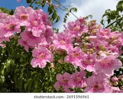 Image result for Podranea