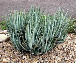 Image result for Aloe carnea