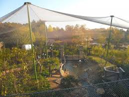 Bird Aviary For Sale South Africa Large Aviary Bird Aviary Animal Sanctuary Chickens Backyard