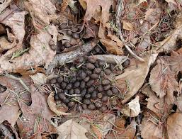Image result for rabbit droppings