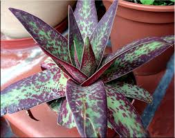 Image result for Crassula alba