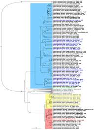 Image result for Setina roscida