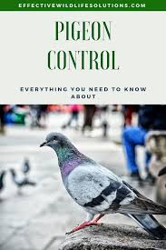 Are You Tired Of Pigeons Coming Into Your Yard If So This Article May Come In Handy Here We Ll Take A Look At The M Get Rid Of Pigeons Animal Planet