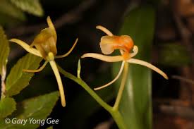 Image result for Liparis bowkeri