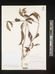 Image result for Combretum celastroides