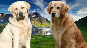The english bred labs are heavier, thicker and blockier. Golden Retriever Vs Labrador Dogs Breeds And Everything About Our Best Friends