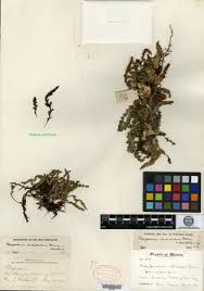 Image result for Pleopeltis  × simiana