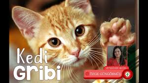 Kedi Corona Virus Ve Fip Belirtileri Tedavisi Veteriner Hekim Ece Paylan Giray Youtube