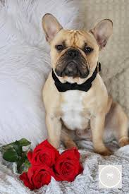French Bulldog In Black Custom Bowtie Handmade Dog Collars Velvet Dog Handmade Dog