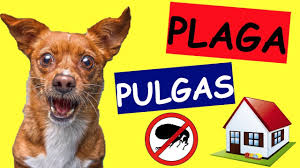 Un 15% estarán en fase de crisálida, un. Como Eliminar Las Pulgas De Mi Casa 100 Efectivo Youtube