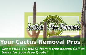 The saguaro cactus (carnegiea gigantea) epitomizes the old west. Saguaro Cactus Removal Scottsdale Tree Trimmers Tm Tree Trimming Tree Removal Service