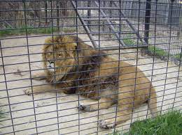 Leo At Special Memories Zoo In Greenville Wi Animals Zoo Cats
