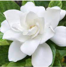 Gardenia Flower Gardenia Gardenia Bouquet Red Gardenia Wholesale Fresh Flowers Flowers Wholesale Flowers