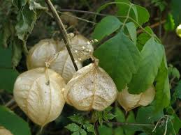 Image result for Cardiospermum grandiflorum