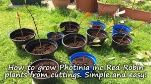 All you need to know about photinia x fraseri 'red robin'. How To Grow And Root Photinia Plants Including Red Robin From Cuttings Youtube
