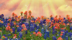 Maybe you would like to learn more about one of these? Texas Bluebonnets And Indian Paintbrush Wildflowers Blooming On The Meadow In Spring Beautiful Setting Sun Sky Background Stock Photo Picture And Royalty Free Image Image 121649494