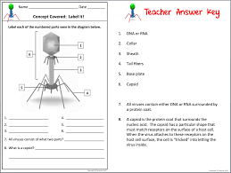 Draw a second viral particle that includes some additional features that some viral particles have. 31 Chapter 18 Viruses And Bacteria Worksheet Answer Key Worksheet Resource Plans