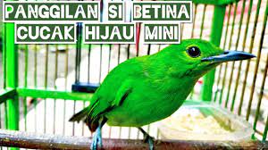 Cucak Ijo Mini Betina Kicauan Asli Youtube