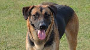German shepherd mixed with labrador puppies for sale. German Shepherd Labrador Mix Sheprador Puppies Prices More
