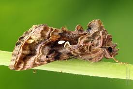 Image result for Autographa macrogamma